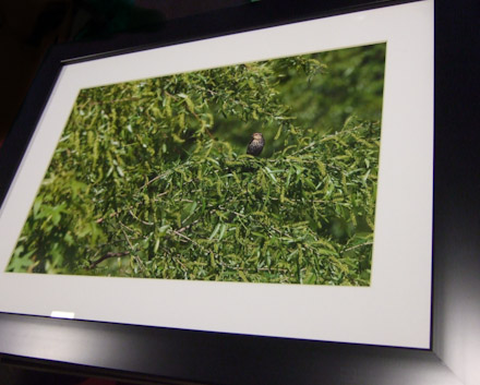 framed and matted photograph